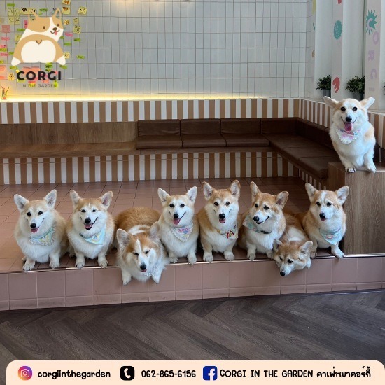 คาเฟ่สุนัข กรุงเทพ