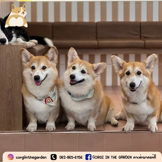 คาเฟ่สุนัข ฝั่งธน