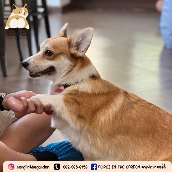 คาเฟ่สุนัขใกล้ฉัน คาเฟ่สุนัขใกล้ฉัน