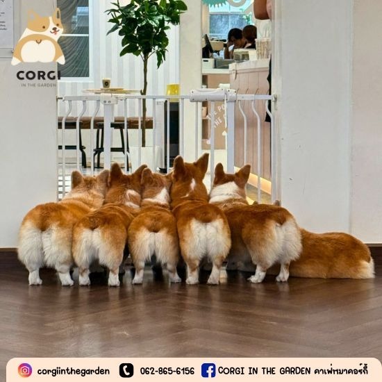 dog café ใกล้ฉัน - Dog Cafe Bkk - Corgi in the garden