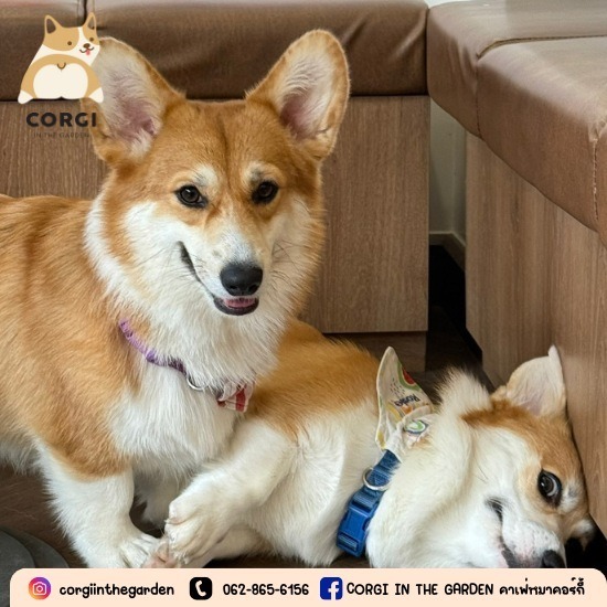 Dog Cafe Bkk - Dog Cafe Bkk - CORGI IN THE GARDEN